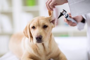 Labrador Dog receives Vet check up - Visit Dr Rutherford at Bowie Drive Animal Hospital for your pets health