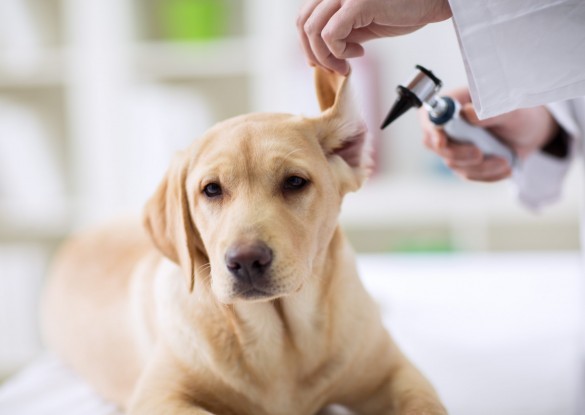 Labrador Dog receives Vet check up - Visit Dr Rutherford at Bowie Drive Animal Hospital for your pets health