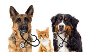 Trust Bowie Drive Animal Hospital / Dr Rutherford with your pets health