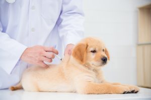 Trust Bowie Drive Animal Hospital / Dr Rutherford with your pets vaccinations