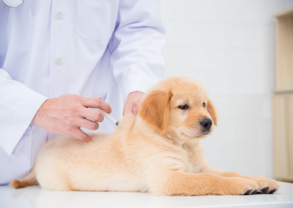 Trust Bowie Drive Animal Hospital / Dr Rutherford with your pets vaccinations